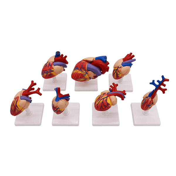 Набор моделей «Сердце позвоночных» (7 моделей)